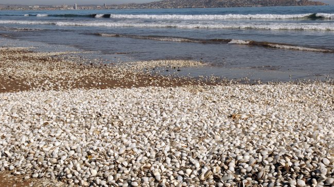 Pescadores denunciaron masiva mortandad de almejas en el Mataquito