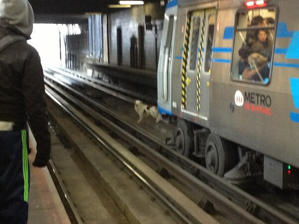 Perro en las vías generó retrasos en la Línea 2 del Metro
