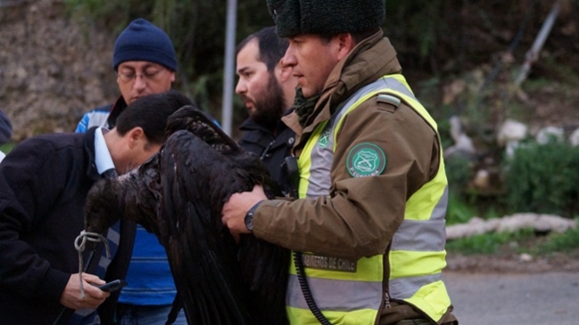 Cóndores fueron encontrados con signos de intoxicación en Región de Valparaíso