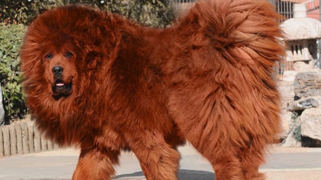 Leones que ladran en un zoológico chino