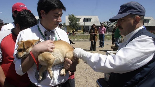 Campaña antirrábica en Viña del Mar espera vacunar a 1.500 perros