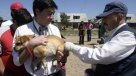 Campaña antirrábica en Viña del Mar espera vacunar a 1.500 perros