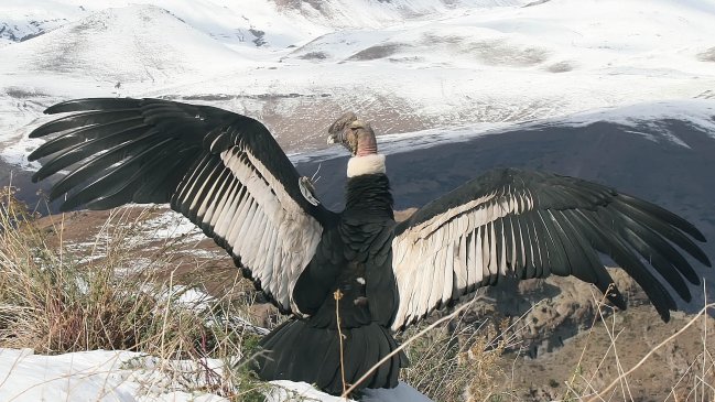 Carabineros rescató a otro cóndor enfermo en Los Andes