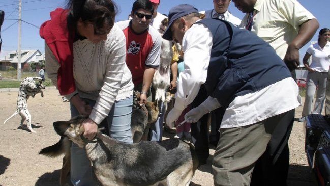 Expertos reclaman mayor fiscalización para controlar a perros vagos