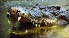 Autoridades australianas buscan el cadáver de un joven devorado por cocodrilo