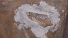 Descubren fósil de presunto pez volador en el norte de Perú