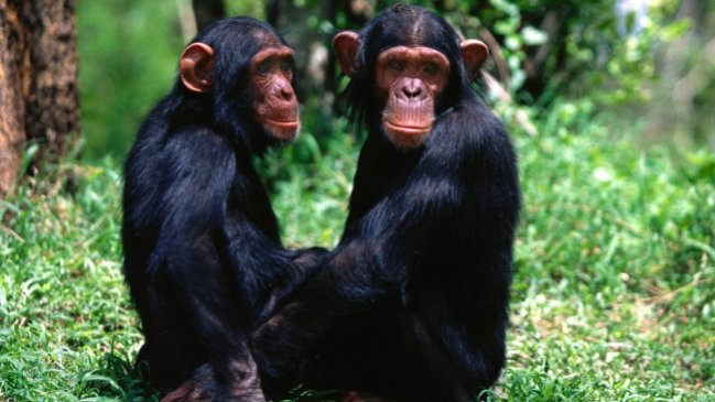 Crean vacuna que elimina el sida en monos en su totalidad