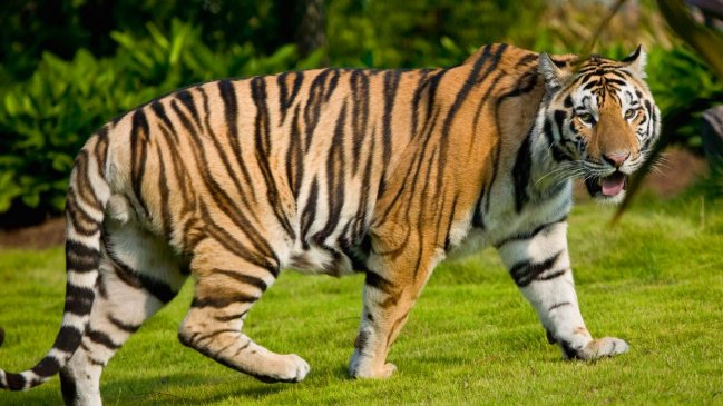 El tigre comparte un 95,6 por cineto de su genoma con el gato, según un nuevo estudio