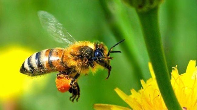 Expertos estudian el vuelo de las abejas para el diseño de microaviones
