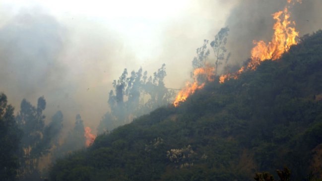 Incendio forestal afecta a sector de Lomas Negras en Valparaíso