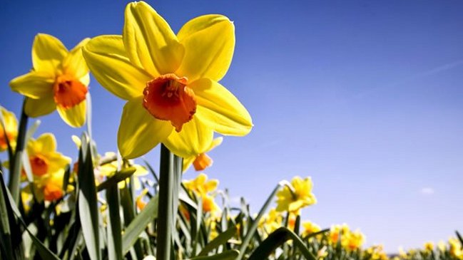 ¿Cuándo empieza realmente la primavera?