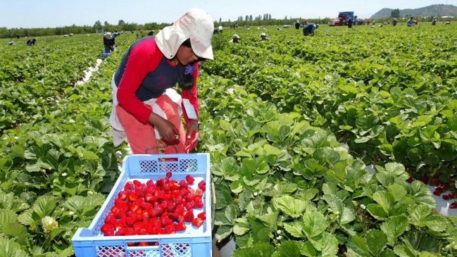 Helada previa a Fiestas Patrias dañó cultivos de uvas y arándanos