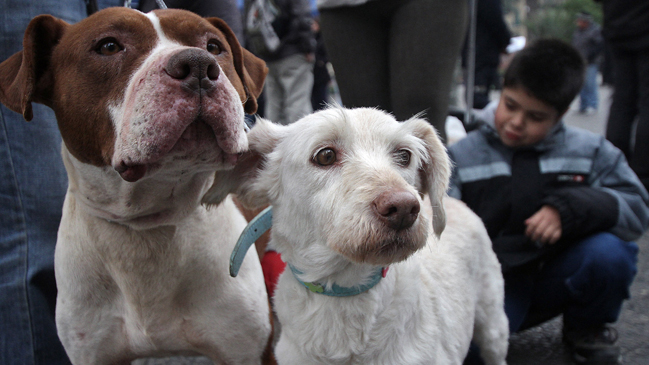 Rumania aceptó ley para sacrificar perros callejeros