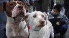 Rumania aceptó ley para sacrificar perros callejeros
