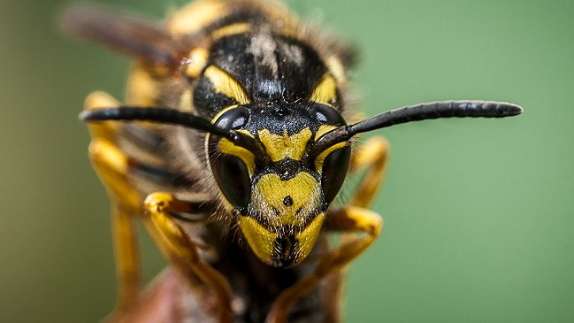 Alerta en China por ataques mortales de avispas