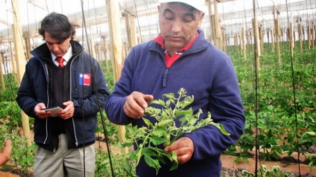 Agricultores del Maule piden intervención del Gobierno tras pérdidas por heladas