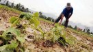 La crisis que viven los productores agrícolas de la Región de O\'Higgins