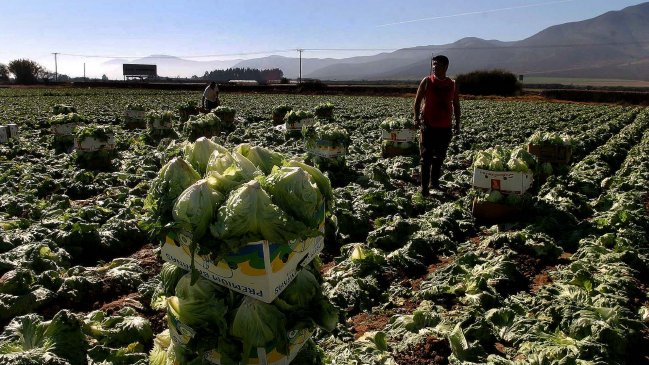 Exportadores y productores de fruta advierten de desempleo por heladas