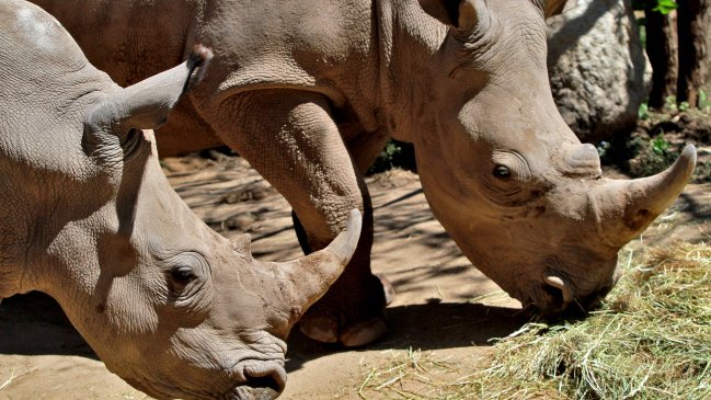 Presentan a los dos primeros rinocerontes blancos que llegan a Chile
