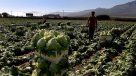 Senador Coloma propuso al gobierno crear una Onemi agrícola