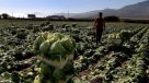 Gobierno cifró en 800 millones de dólares las pérdidas por heladas