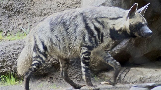 Cómo las hienas curan enfermedades mentales en Somalía