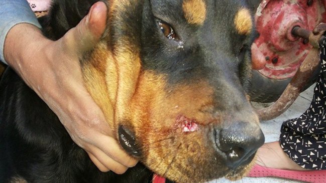 Carabinero aseguró que disparó a perra 