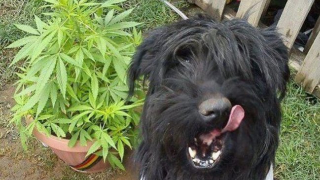 Aumenta el consumo de marihuana en perros