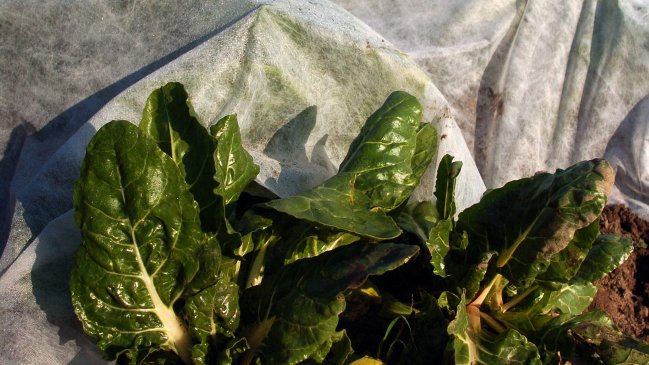 Hernán Larraín pide más apoyo para agricultores afectados por heladas