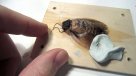 App permite manejar una cucaracha con smartphone