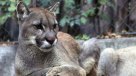 Ganaderos denuncian que pumas de Tompkins se comen sus animales