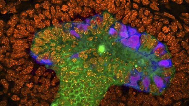 Científicos españoles y de EE.UU. crean minirriñones con células madre