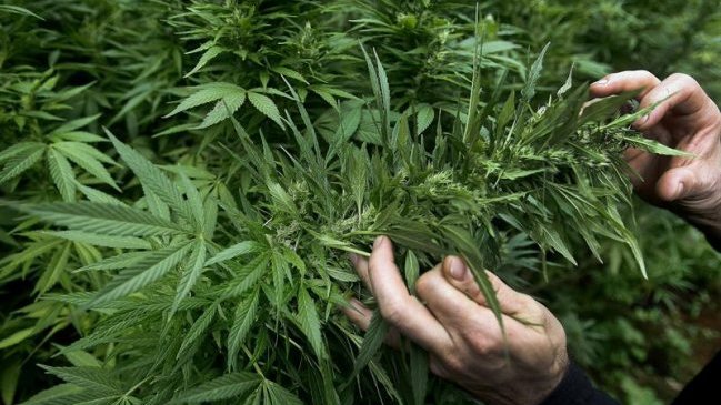 Comisión del Senado uruguayo aprobó legalizar producción y venta de marihuana