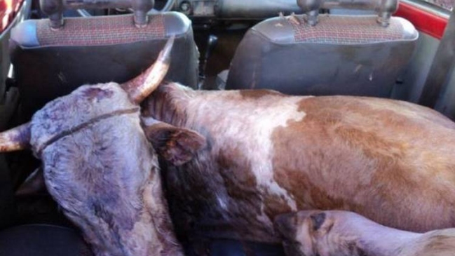 Policía apresó a hombre que llevaba toro a faenar en un Fiat 147