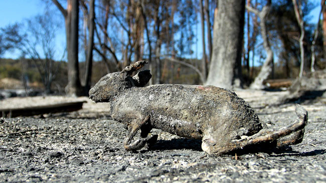 La historia tras el conejo carbonizado en Melipilla