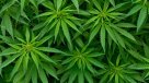 ONG envió carta a Piñera para permitir uso medicinal de la cannabis