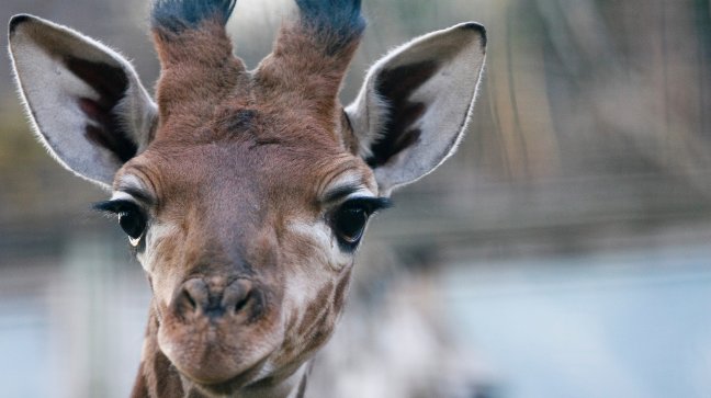 ¿Suicidios y rebeliones de animales en Egipto?