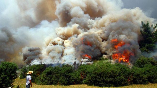Incendio forestal en Arauco ya destruyó 3.200 hectáreas