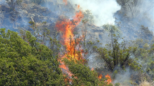 Continúan trabajos de extinción del incendio forestal en Arauco