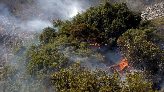 Incendios forestales en tres regiones preocupan al Ministerio de Agricultura