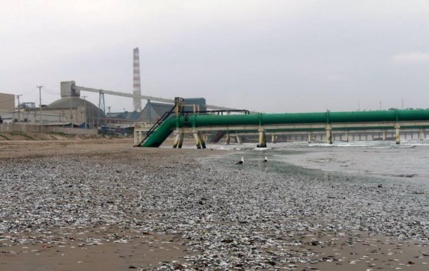 Investigan varazón de sardinillas en la localidad de Ventanas