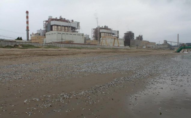 AES Gener: Varazón de sardinas fue imperceptible e inesperada