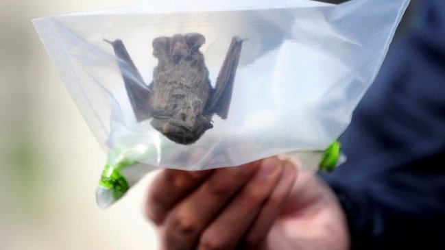 Hombre fue mordido por murciélago portador de rabia en Talca