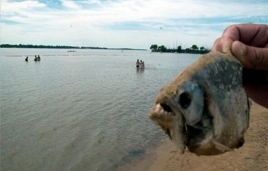 Ataque de peces carnívoros dejó 60 personas heridas en Argentina