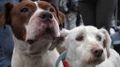 Consejos para que las mascotas sufran menos con la pirotecnia de Año Nuevo