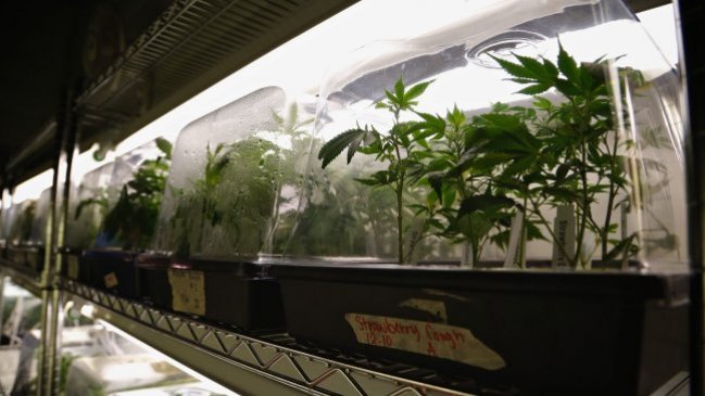Presidente de Paraguay rechaza legalizar la marihuana