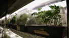 Presidente de Paraguay rechaza legalizar la marihuana