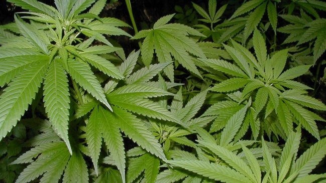 Una hormona reduce el efecto psicoactivo de la marihuana