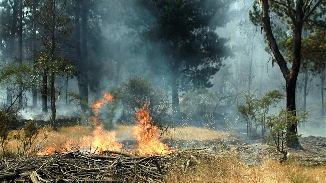 Onemi estimó aumento de 800 por ciento de incendios forestales este año
