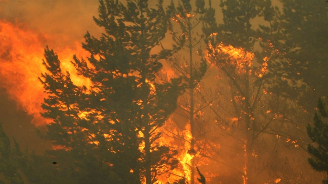 Incendio forestal se registra en Tomé